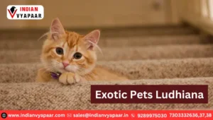 Exotic Pets Ludhiana – Your trusted destination for unique pets like dogs, parrots, and rabbits