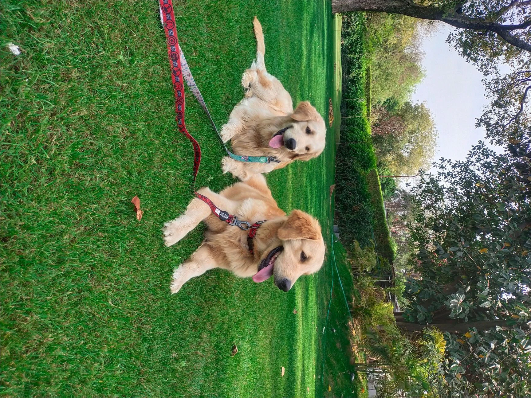 Dr. Bhardwaj Pet Clinic