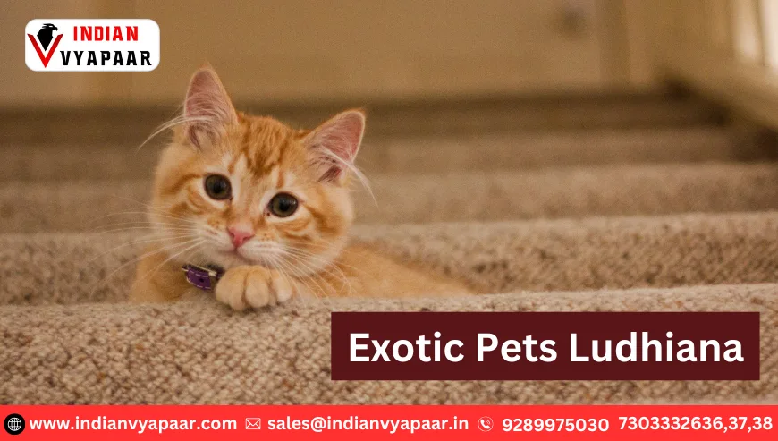 Exotic Pets Ludhiana